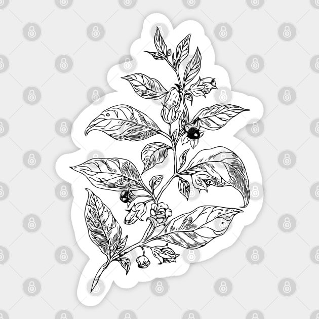 Belladonna .  Deadly nightshade black ink Sticker by Sitenkova